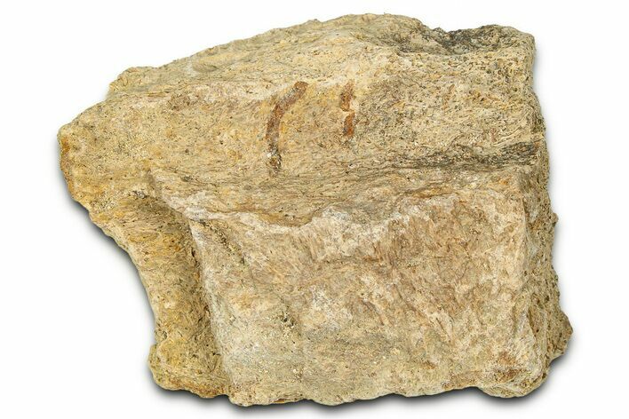Dinosaur (Triceratops) Frill Shield Section - Montana #373876